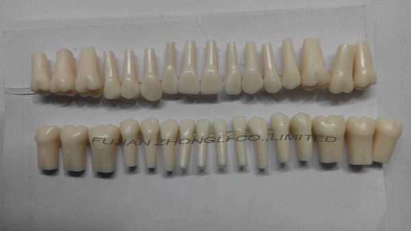 Replacement Teeth for Frasaco