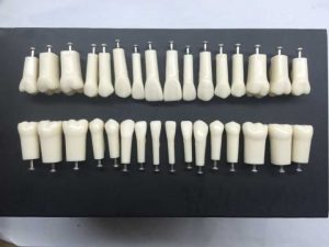 Dental Teeth for Replacing Nissin Typodont