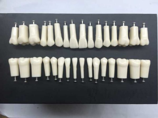 Dental Teeth for Replacing Nissin Typodont