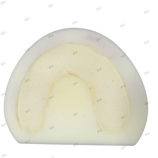 Bottom of dental training model showing resin base structure
