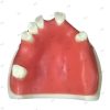 Upper jaw implant training model with partial dentition and soft gum (top view)
