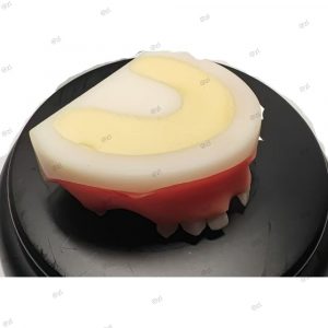 Cut surface of dental model showing layered resin hardness