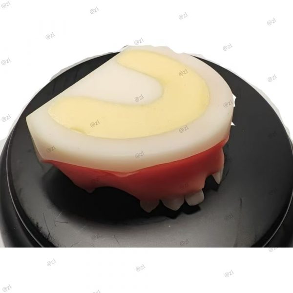 Cut surface of dental model showing layered resin hardness