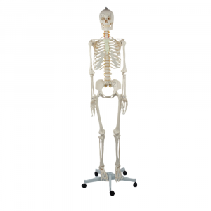 Full adult skeleton with spinal nerves