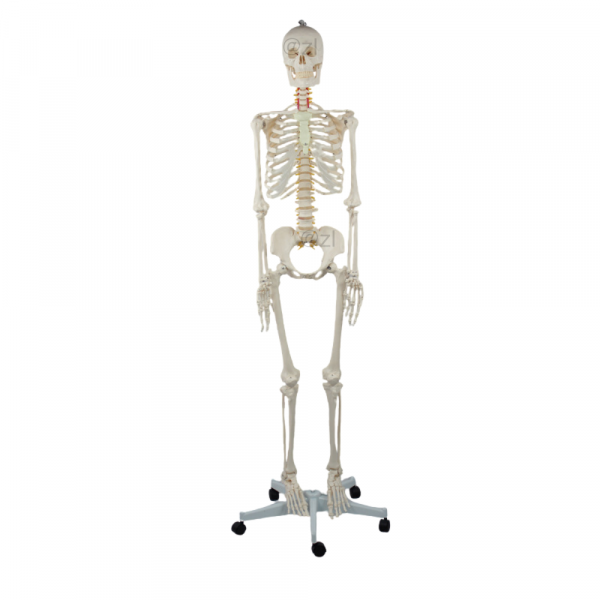 Full adult skeleton with spinal nerves