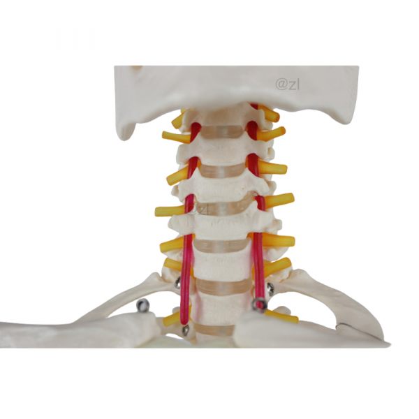 Pelvis bones and lumbar vertebrae model