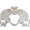 Cervical vertebrae with arteries and nerves