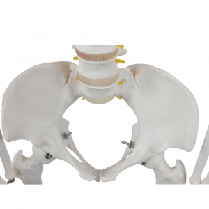 Cervical vertebrae with arteries and nerves
