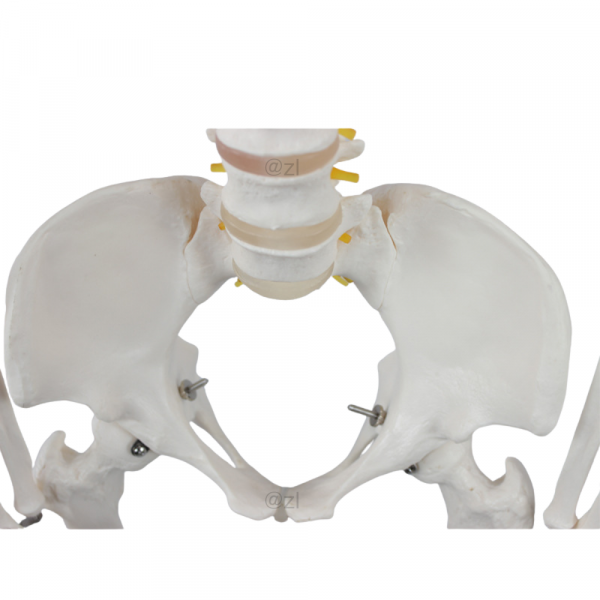 Cervical vertebrae with arteries and nerves