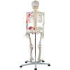 Back view of skeleton with muscle and nerve structures