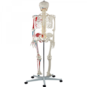 Back view of skeleton with muscle and nerve structures