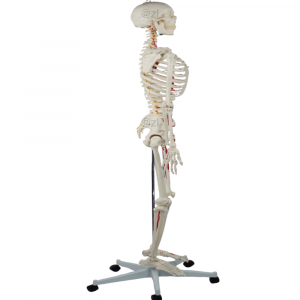Right-side view of adult skeleton with muscle painting
