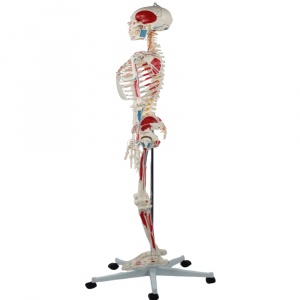 Left side view of muscle-marked skeleton model