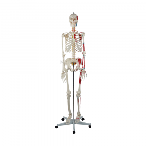 Half muscle-painted human skeleton front view