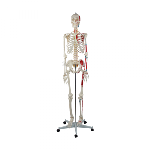 Half muscle-painted human skeleton front view