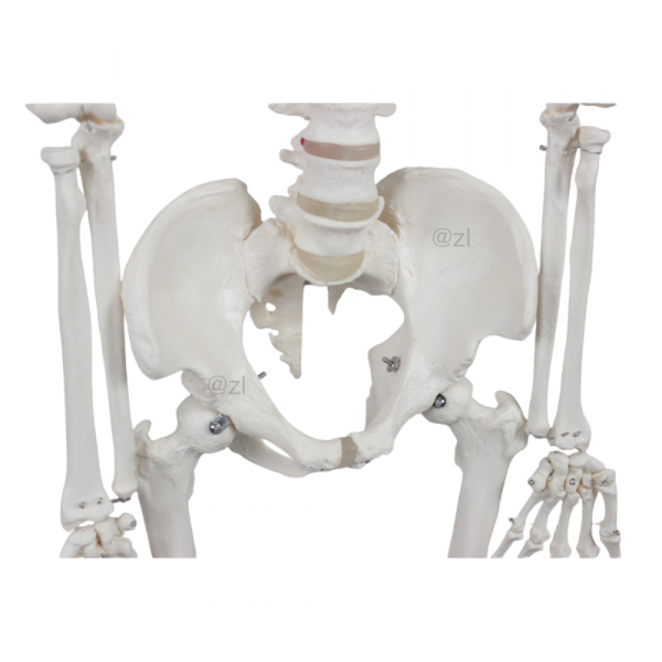 Life-size human skeleton model for medical training and school use