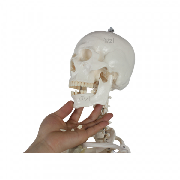 Pelvic region of human skeleton model with anatomical details