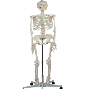 Skull model with detachable jaw and removable teeth for anatomy education