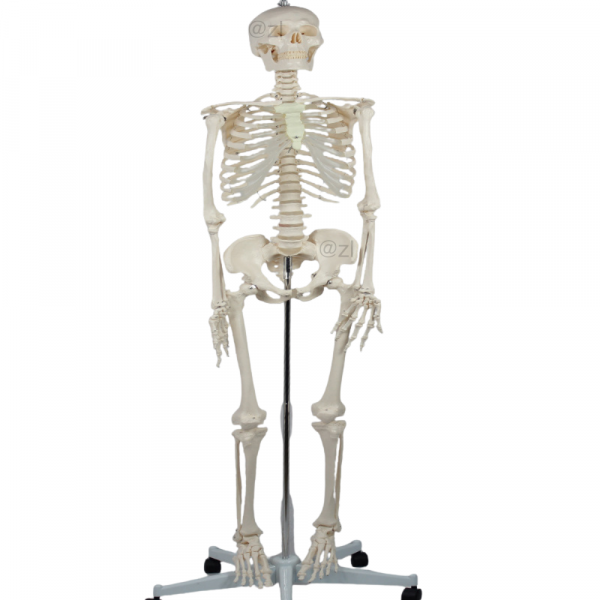 Skull model with detachable jaw and removable teeth for anatomy education
