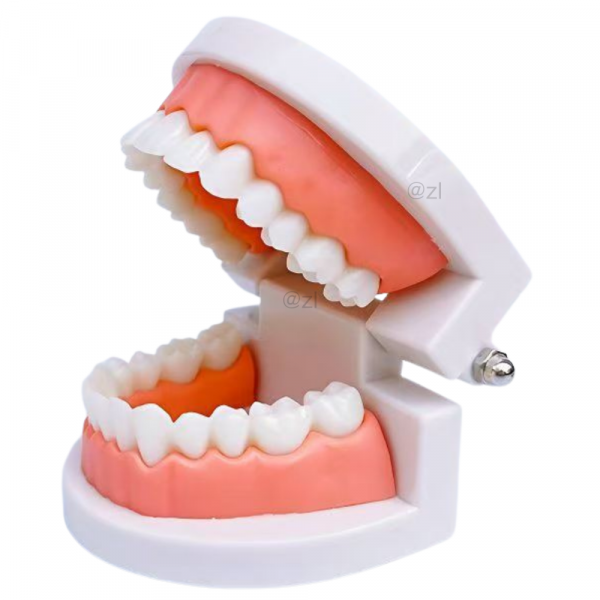 Angled side view of child dental teaching model in open-mouth position