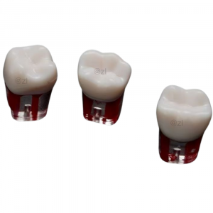 Close-up of molar root canal resin teeth with tooth number marks
