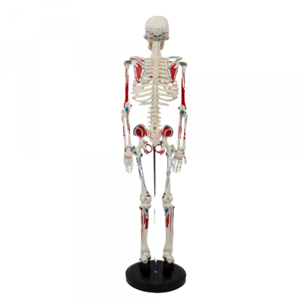 Back view of 85cm human skeleton model with colored muscle origins and insertions