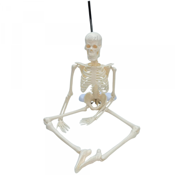 Sitting position of 45cm human skeleton model