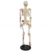 Lateral View of Muscle-Insertion Skeleton Model Side view of 85cm anatomical skeleton with muscle structure
