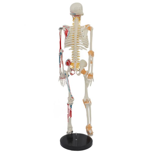Lateral View of Muscle-Insertion Skeleton Model Side view of 85cm anatomical skeleton with muscle structure