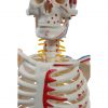 Posterior View of Anatomical Skeleton with Ligaments Rear view of skeleton model with color-coded muscle and ligaments
