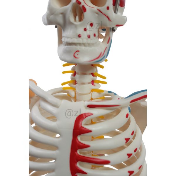 Posterior View of Anatomical Skeleton with Ligaments Rear view of skeleton model with color-coded muscle and ligaments
