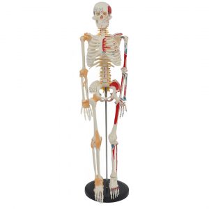 Half Muscle & Ligament Skeleton Anatomy Model 85cm Human Skeleton Model with Half Muscle and Ligament Markings