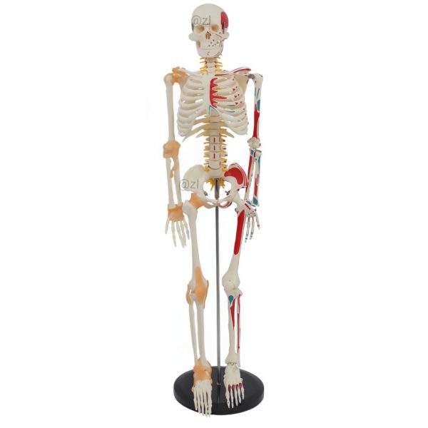 Half Muscle & Ligament Skeleton Anatomy Model 85cm Human Skeleton Model with Half Muscle and Ligament Markings