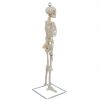 Left side view of medical teaching skeleton model with hanging design