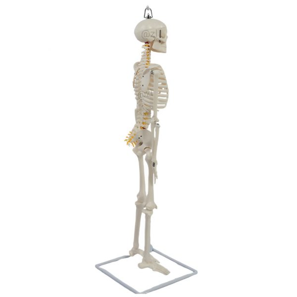 Left side view of medical teaching skeleton model with hanging design