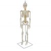85cm human skeleton model with flexible vertebral nerves, front view