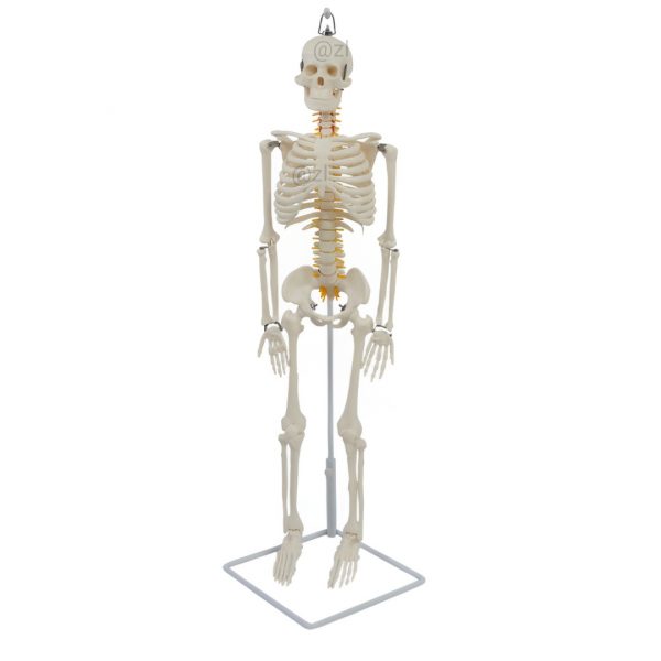85cm human skeleton model with flexible vertebral nerves, front view