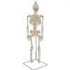 Rear view of 85cm anatomical skeleton model with flexible spinal cord