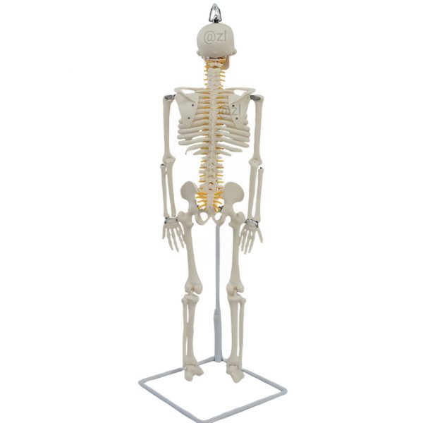 Rear view of 85cm anatomical skeleton model with flexible spinal cord
