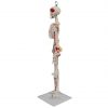 Back view of PVC anatomical skeleton model with spinal nerve details