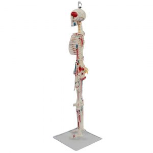 Back view of PVC anatomical skeleton model with spinal nerve details