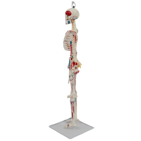 Back view of PVC anatomical skeleton model with spinal nerve details