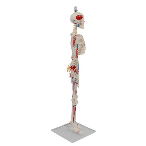Right-side profile of 85cm medical skeleton model with realistic features