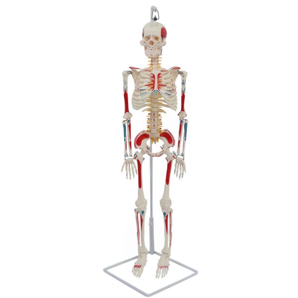 85cm color-coded human skeleton model with nerve and muscle markings front view