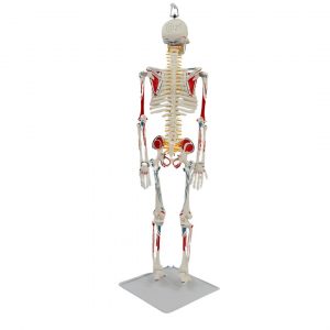 Left-side profile of 85cm anatomical skeleton model with painted features
