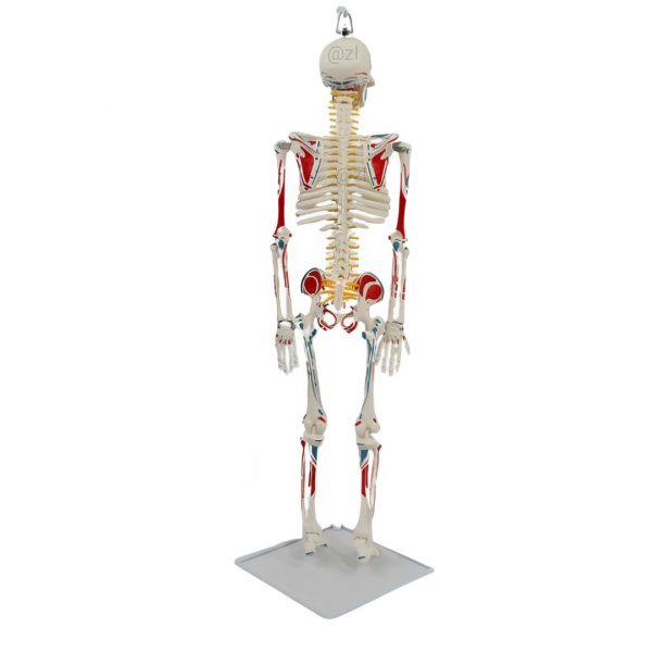 Left-side profile of 85cm anatomical skeleton model with painted features