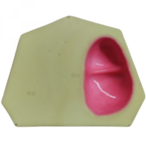 Dental model base showing maxillary sinus cavity structure for sinus lift practice