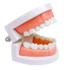 Side view of child dental model showing tooth alignment and gum shape