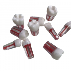 Red and white transparent resin teeth with root canal structure on white background