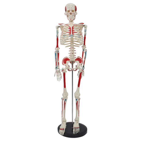 Full view of 85cm human skeleton model with muscle markings and labels